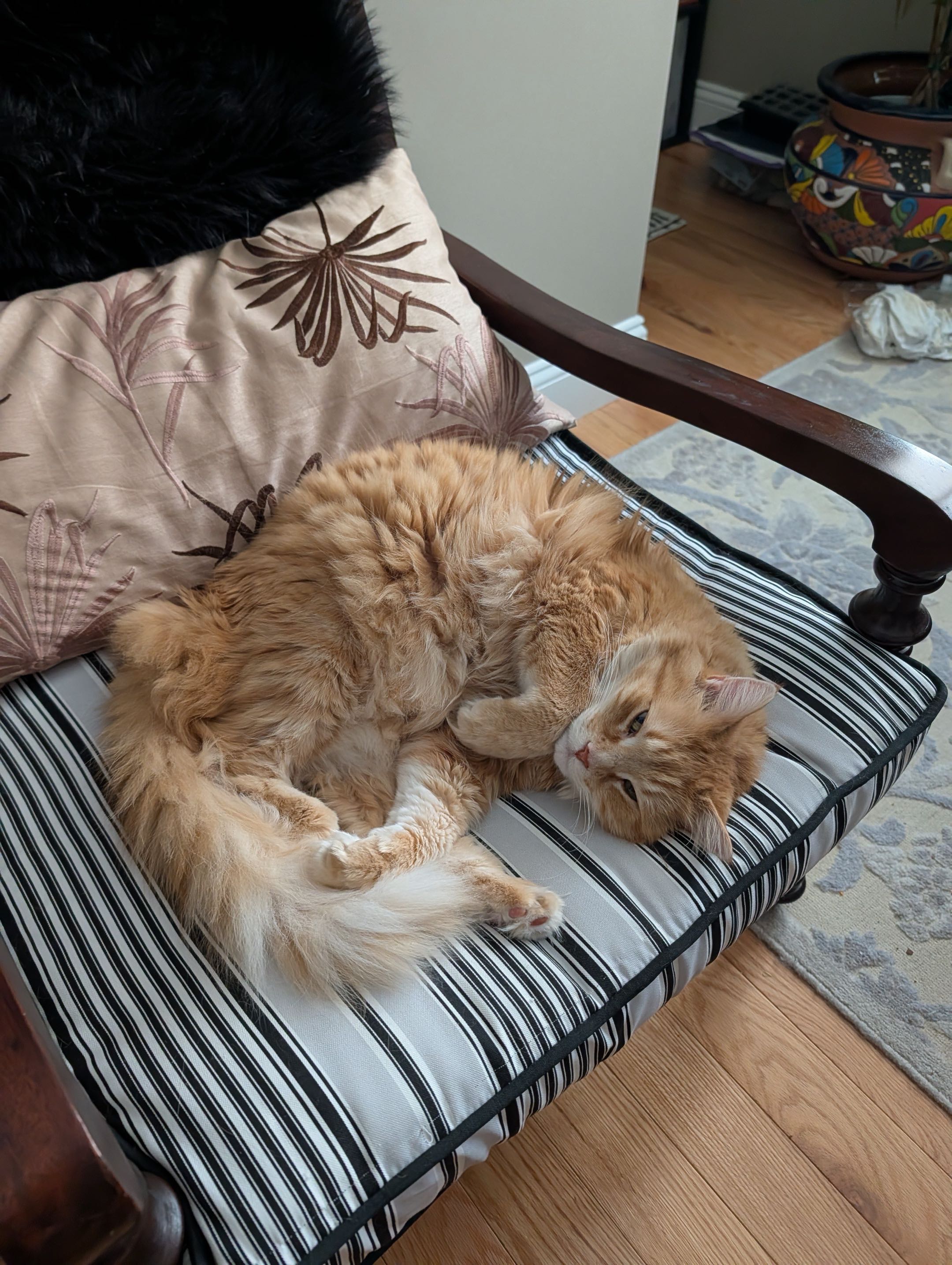 Stuford, an orange tabby cat, sitting on a wood floor